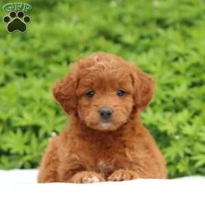 Copy of Skye, Mini Goldendoodle Puppy